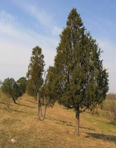 Kadiķa koksne pirtī